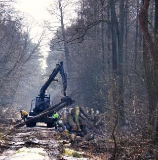 Maszyna pracująca w lesie