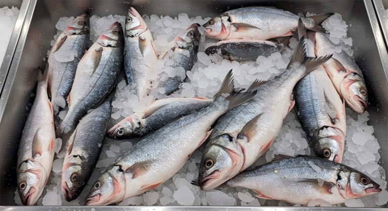 Monitoring transportu chłodniczego MYTRACKO